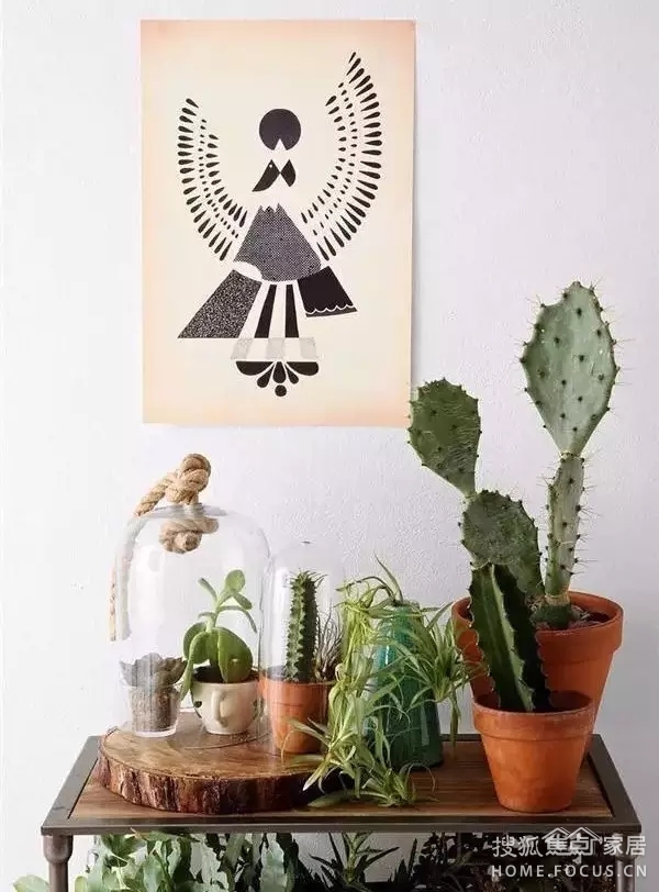 冬季绿植培养攻略_搜狐焦点家居_装修颜色搭